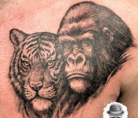 Tatouage gorille et tigre sur le pectoral. Style noir et ombre, tattoo réaliste.