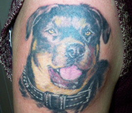 Tatouage portrait de chien rottweiler en couleur