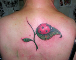 Tatouage coccinelle en couleur Tatouage coccinelle en couleur dans le haut du dos.