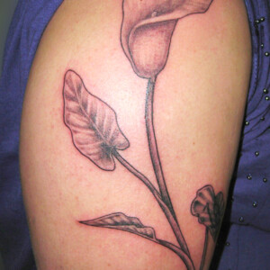 Tatouage d'une fleur d'arum sur le bras et l'épaule en noir et ombre style réaliste